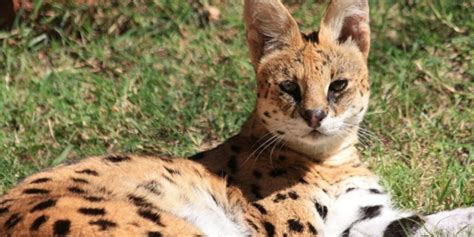 Wild Cats Of Africa A Guide To All 10 African Wild Cats ️