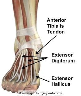 Anterior Tibialis Tendon Tibialis Anterior Tendonitis Ankle Anatomy Ankle Tendonitis