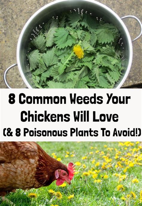 8 Common Weeds Your Chickens Will Love And 8 Poisonous Plants To Avoid