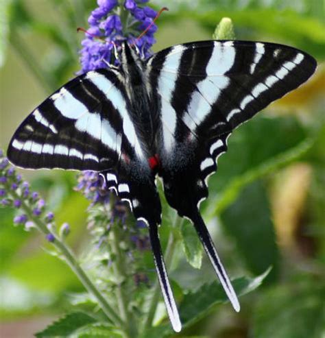 Zebra Swallowtail Eurytides Marcellus Butterfly Image Free Stock