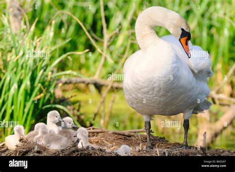 Cygnets At Nest Hi Res Stock Photography And Images Alamy