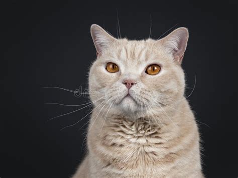Big Adult Cream British Shorthair Cat Isolated On Black Background