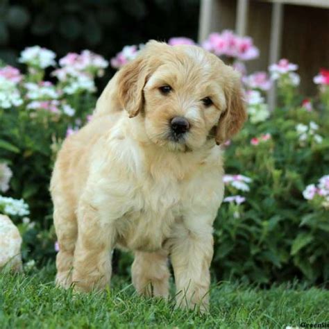 We strive to provide well behaved miniature labradoodles health. Mini Labradoodle Puppies For Sale - Miniature Labradoodle ...