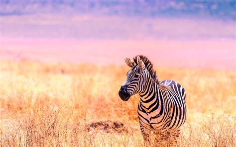 african savanna zebra  animals high quality photo preview wallpapercom