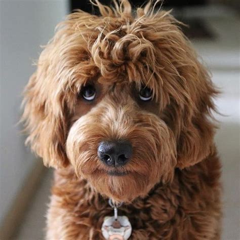 Because they are a cross breed, their traits are not fixed, so there is not a guarantee that the goldendoodle puppy you purchase will fall into the desired weight range. 30 Of The Best Adorable Labradoodle Names - DogTime ...