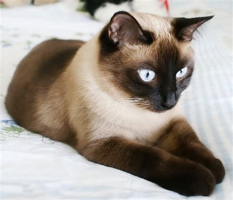 Derived from the wichianmat landrace, one of several varieties of cat native to thailand (formerly known as siam). Siamese Cat History, Personality, Appearance, Health and ...