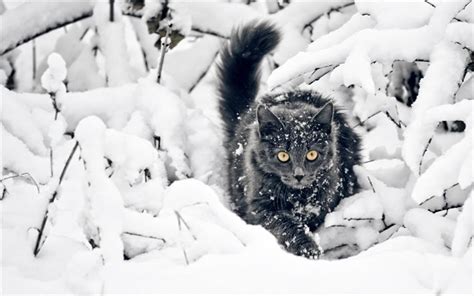 Download Wallpapers Gray Cat Winter Snow Forest Cats For Desktop