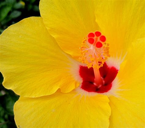 Hawaiian State Flower Pua Aloalo Hibiscus Brackenridgei Flickr