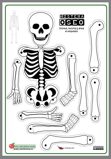 Pin De Dvora En גוף האדם Esqueleto Humano Para Niños Cuerpo Humano