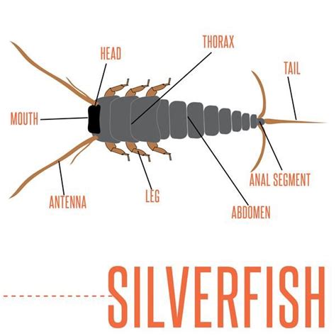 … put out sticky traps. Do you know about silverfish? Learn more about silverfish ...