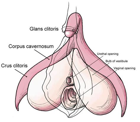 Clitoris Anatomy Illustration Sex HQ Images Site Comments