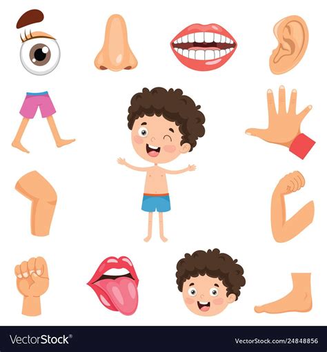 Human Body Clipart For Kids