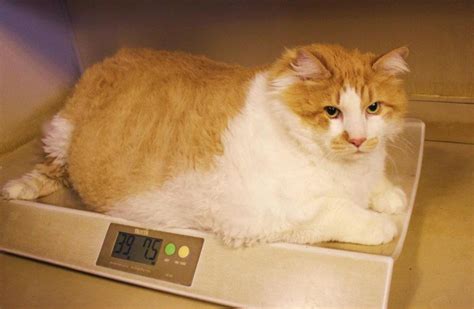 Garfield Worlds Fattest Cat At 40 Pounds Finds Home Ibtimes