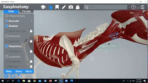 Hypaxial And Epaxial Muscles Dog Anatomy Part 1 Youtube