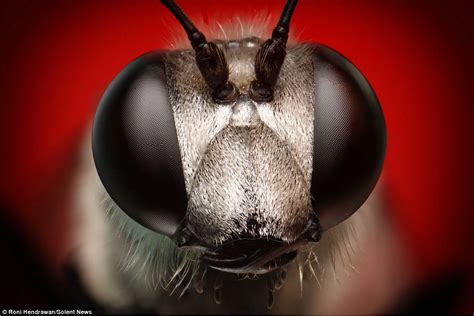 Macroscopic Photos Reveal Insects In Dazzling Detail Daily Mail Online