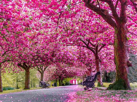 Where To Go See All The Nice Flowers This Spring Beautiful Landscapes