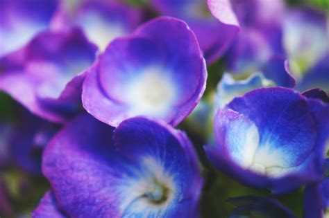 Selective Focus Photography Of Blue Petaled Flowers · Free Stock Photo