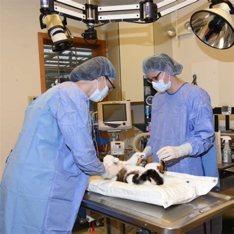 Pet Surgery In Oregon Wi 53575 Country View Veterinary Services Of