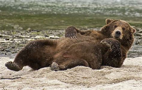 Alaska Brown Beari Lounging Margie K Carroll Photograph