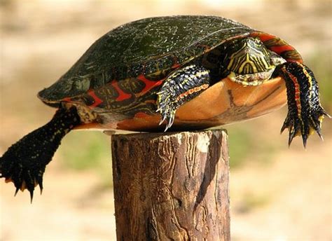 turtle on a fencepost – Art of Holiness