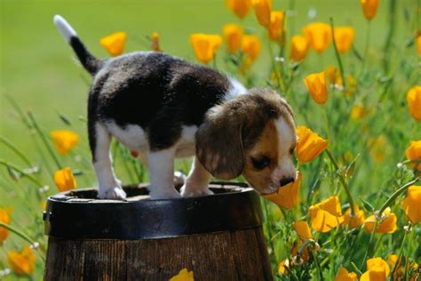 Maybe you would like to learn more about one of these? Beagle Puppy in flower garden.jpg (61 comments) Hi-Res ...