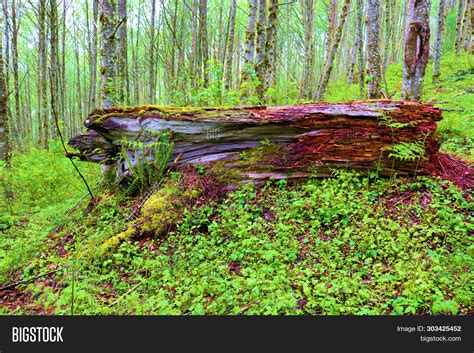 Fallen Log Surrounded Image And Photo Free Trial Bigstock