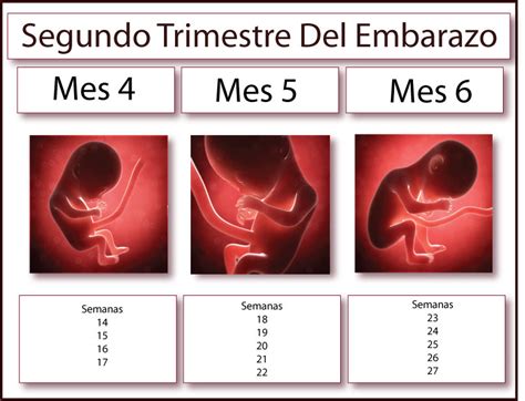 Segundo trimestre del embarazo GineMed Guadalajara Clínica de la