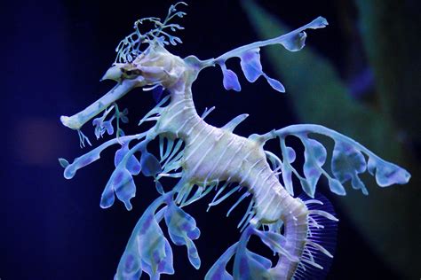 Leafy Seadragon Phycodurus Eques Looking A Little More Sad Than Usual