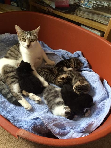 More Homes Needed As ‘kitten Season Gets Underway Linas Cat Rescue