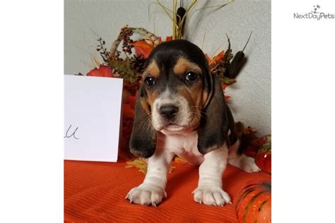 Stonewall farm bassets is a prouder breeder of basset hounds and irish terriers in ava, mo for loving homes around the country. Lulu: Basset Hound puppy for sale near Springfield, Missouri. | 7532e87f-40b1