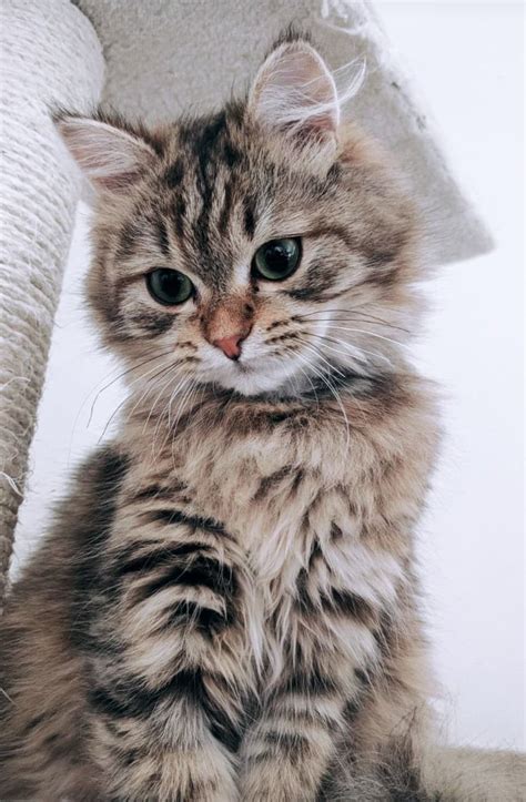 Image Discovered By Stay Real Find Images And Videos About Cute Cat