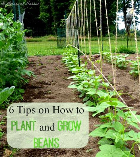 Tips On How To Plant And Grow Beans If I Had To Choose One Vegetable To Grow It D Be Green