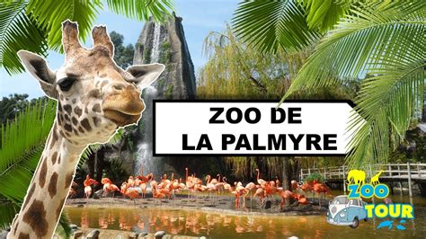 Zootour 7 Visite Du Zoo De La Palmyre Youtube