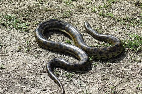 Green Anaconda Stock Photos Pictures And Royalty Free Images Istock