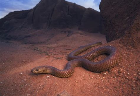 Father Of Alice Springs Girl Bitten By A Venomous King Brown Snake