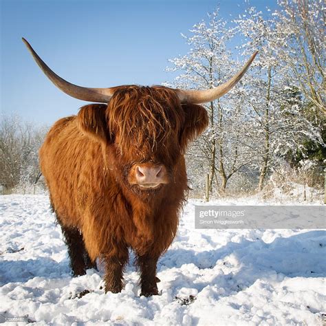 Highland Cow In The Snow High Res Stock Photo Getty Images