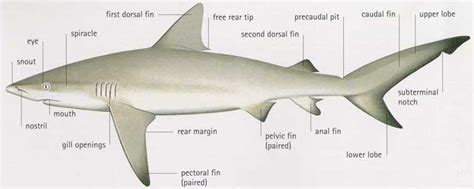 Labeled Shark External Anatomy