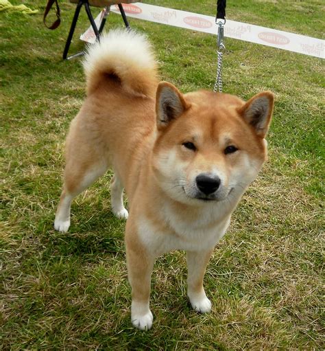 A small, alert and agile dog that copes very well with mountainous terrain and hiking trails. Shiba Inu - SpockTheDog.com