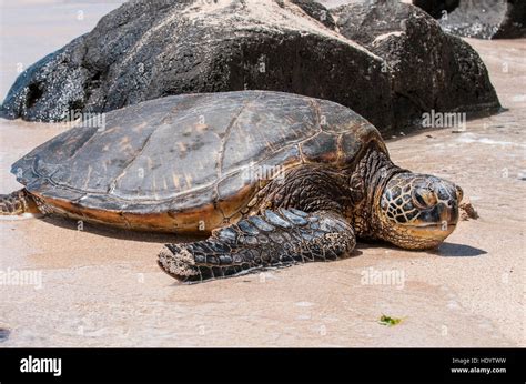 A Green Sea Turtle Chelonia Mydas On Laniakea Beach North Shore