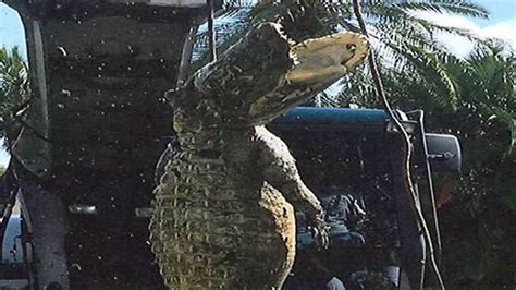 Giant Alligator In Florida Found Clogging Neighbourhood Drain Ctv News
