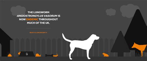 Abstrusus infestation, a delay in the diagnosis and treatment may lead ! 10 Things All Dog Owners Should Know About Lungworm | The ...