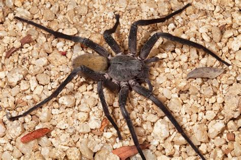 The 9 Biggest And Scariest Spiders In The World