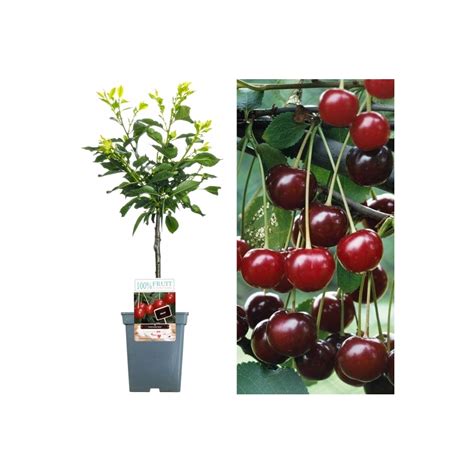 Cherry Morello Patio Tree Fruit Trees Free Uk Delivery