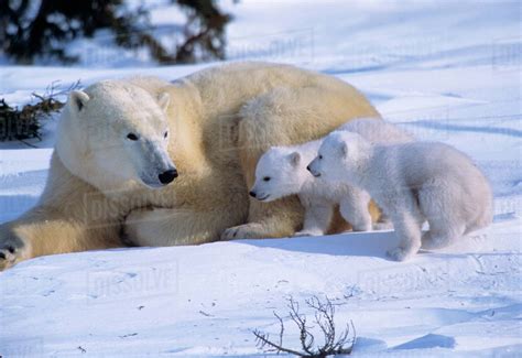 Female Polar Bear Lying Down With 2 Coyscubs Of The Year Running