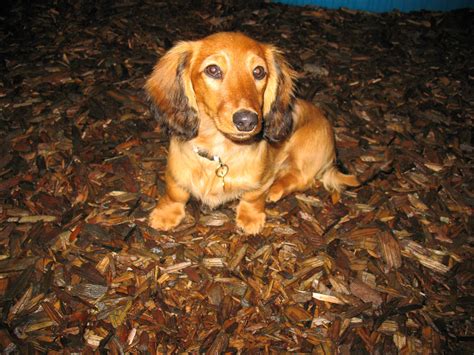 Red german shepherd puppies missouri | puppies44