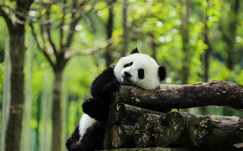 What Climate Do Panda Bears Live In Kwhatdo