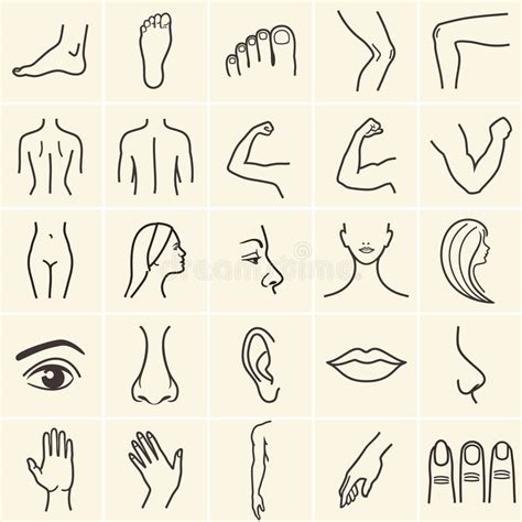Body Icons Stock Vector Illustration Of Beauty Ankle