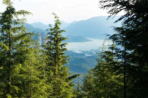 3 Types Of Forests In British Columbia Naturenibble