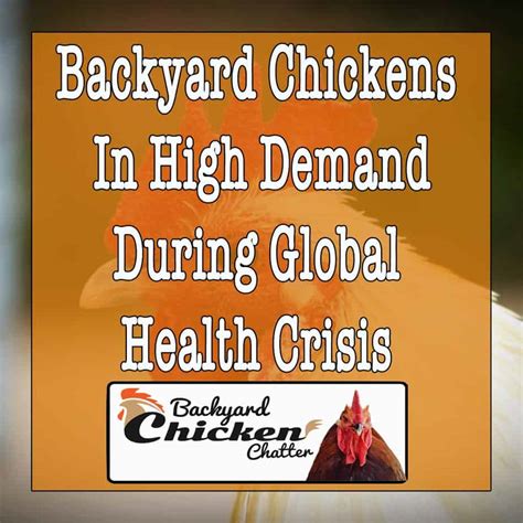 Backyard Chickens In High Demand During Global Health Crisis