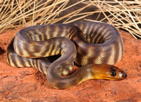 Woma Python Woma Python Reptiles Reptile Show Python